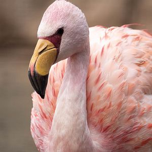 James flamingo - Phoenicoparrus jamesi