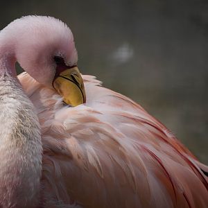 James flamingo - Phoenicoparrus jamesi
