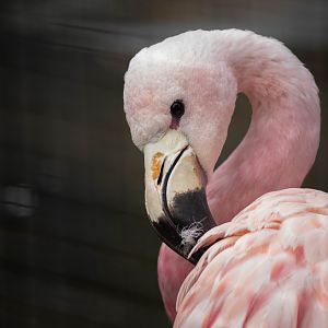 Andean flamingo - Phoenicoparrus andinus
