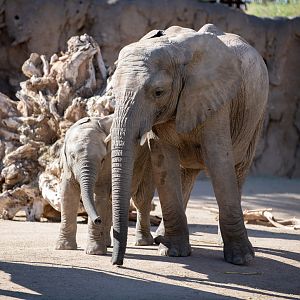 elephant calf with older brother