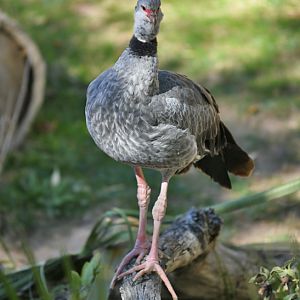 crested screamer