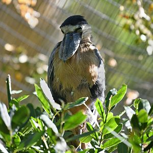 boat billed heron