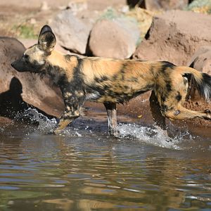 african wild dog