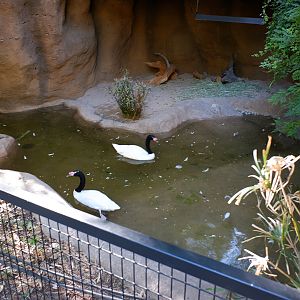 black neck swan exhibit (small)