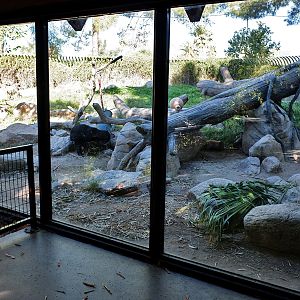 spectacled bear exhibit