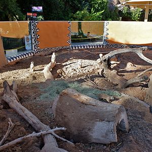 meerkat exhibit