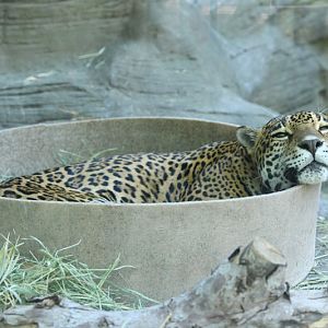 very relaxed jaguar