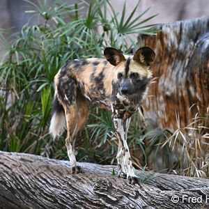 african wild dog