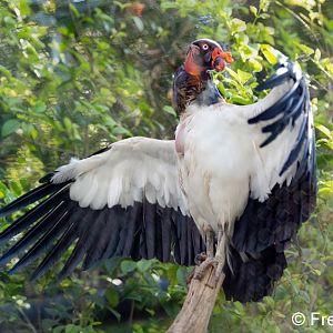 king vulture