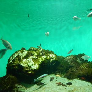 Mediterranean Sea Tank