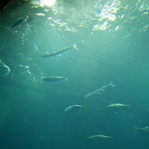 Ocean Voyagers - Houndfish and Striped Bonito