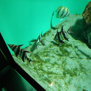 Oceans of the World - Old Wife, Moonlighter and Magpie Morwong