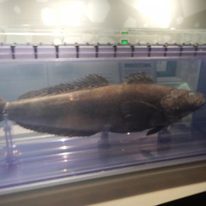 Patagonian Toothfish specimen