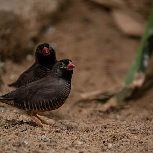 African quailfinch - Ortygospiza atricollis