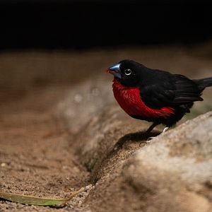 Western bluebill - Spermophaga haematina