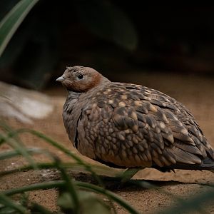 Pterocles orientalis - Black-bellied sandgrouse