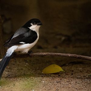 Long-tailed fiscal - Lanius cabanisi