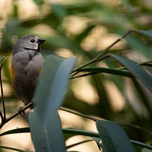 Grey-headed oliveback - Nesocharis capistrata