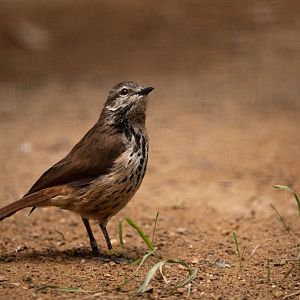 Spotted palm thrush - Cichladusa guttata