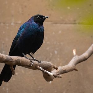 Rüppell's starling - Lamprotornis purpuroptera