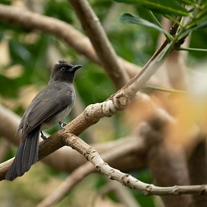 Common bulbul - Pycnonotus barbatus