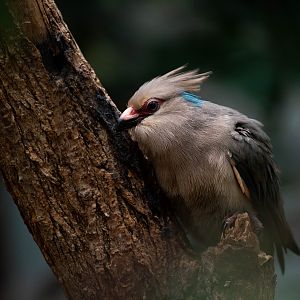 Blue-naped mousebird - Urocolius macrourus