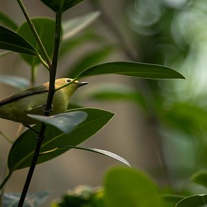 African yellow white-eye - Zosterops senegalensis