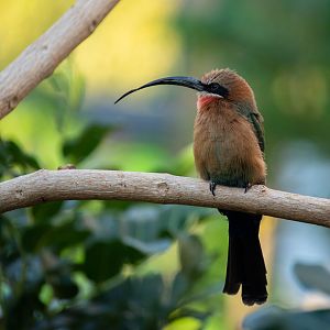 White-fronted bee-eater - Merops bullockoides