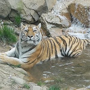 Paul & Lynsey's Zoo Tour #109 Philadelphia Zoo GIANT OTTER EXPERIENCE - YouTube