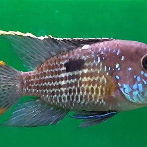 Andinoacara rivulatus