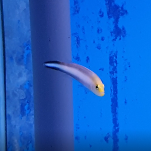 Double-striped dottyback - Pseudochromis bitaeniatus