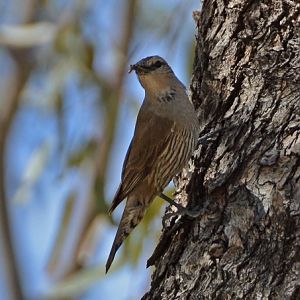 Brown treecreeper.
