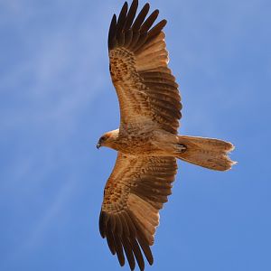 Whistling kite.