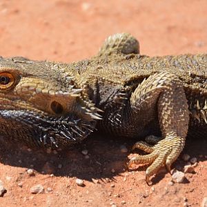 Bearded dragon.