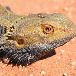 Bearded dragon.