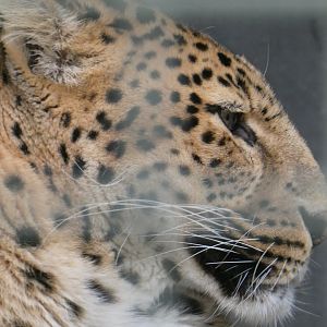 leopard (Panthera pardus)