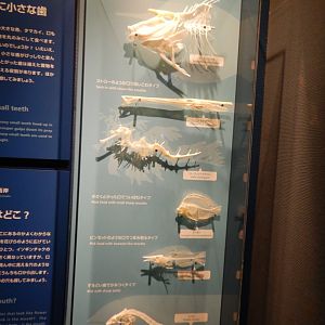 Fish Jaws Display