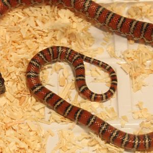 Lampropeltis pyromelana knoblochi