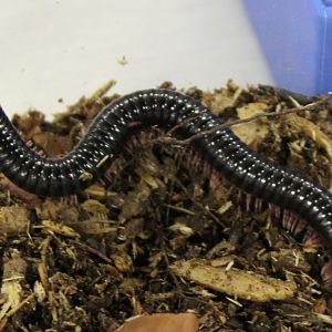 Dendrostreptus macracanthus