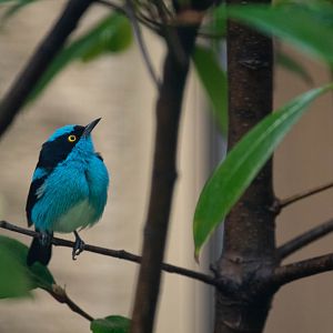 Black-faced dacnis - Dacnis lineata