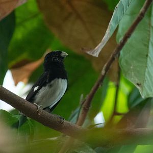 Black-and-white seedeater - Sporophila luctuosa
