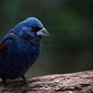 Blue grosbeak - Passerina caerulea