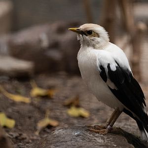 Black-winged starling - Acridotheres melanopterus