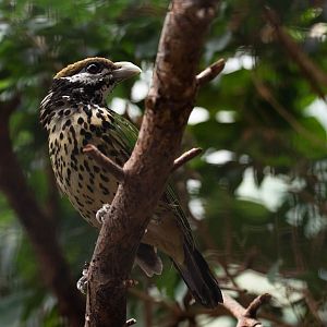 White-eared catbird - Ailuroedus buccoides buccoides