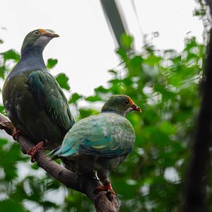 Orange-fronted fruit dove - Ptilinopus aurantiifrons