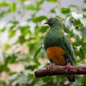 Western orange-bellied fruit dove - Ptilinopus iozonus humeralis