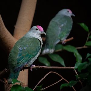 Red-bellied fruit dove - Ptilinopus greyi