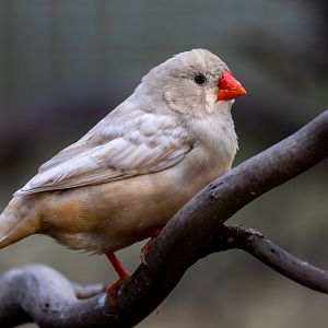 Leucistic Zebra Finch