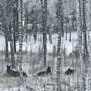 Cow with Calves - Alaska