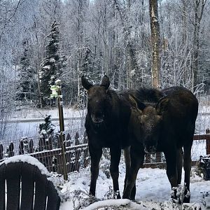 Yearling Moose in the garden fence - Alaska